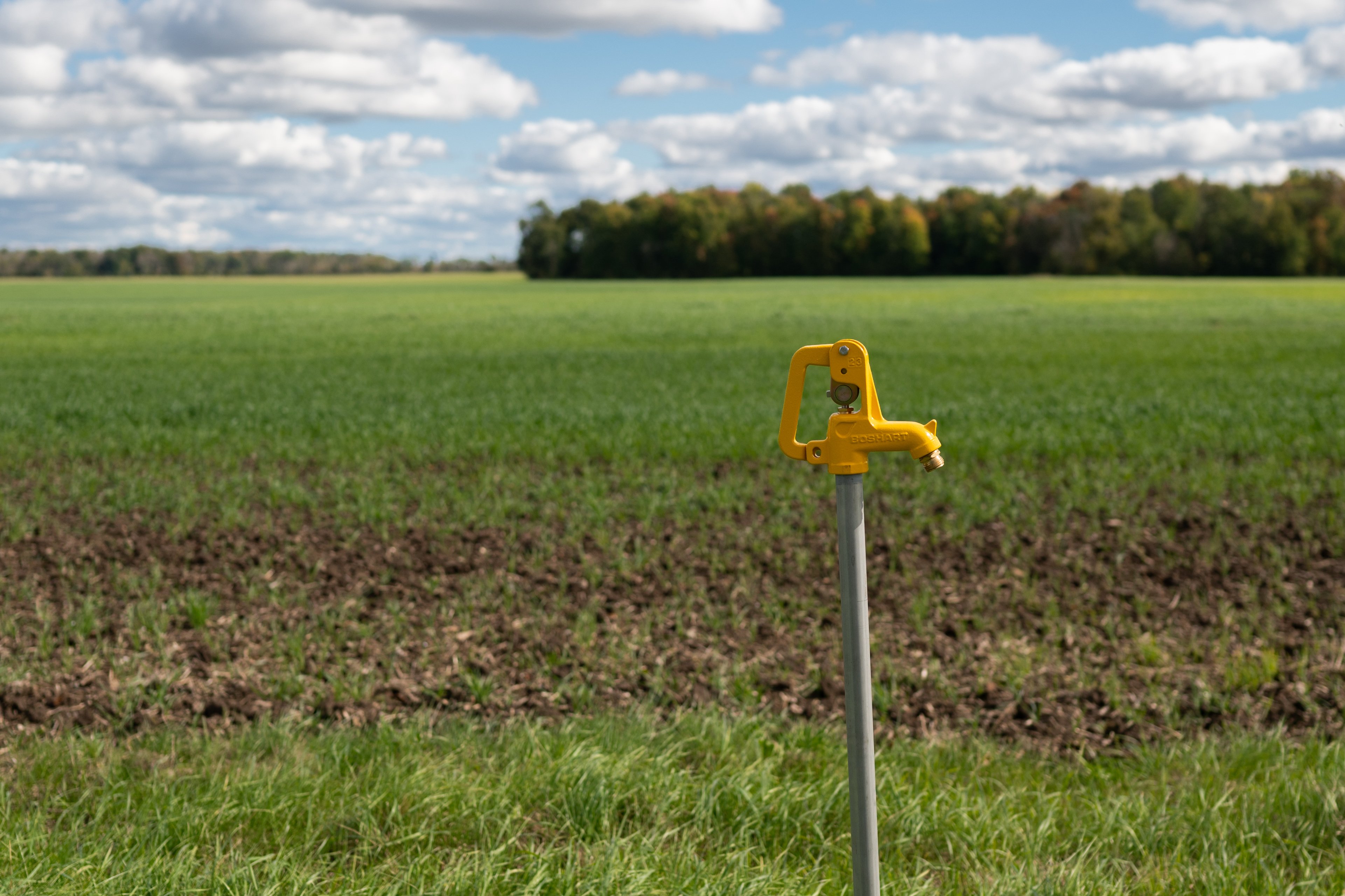 Boshart_YardHydrants-2
